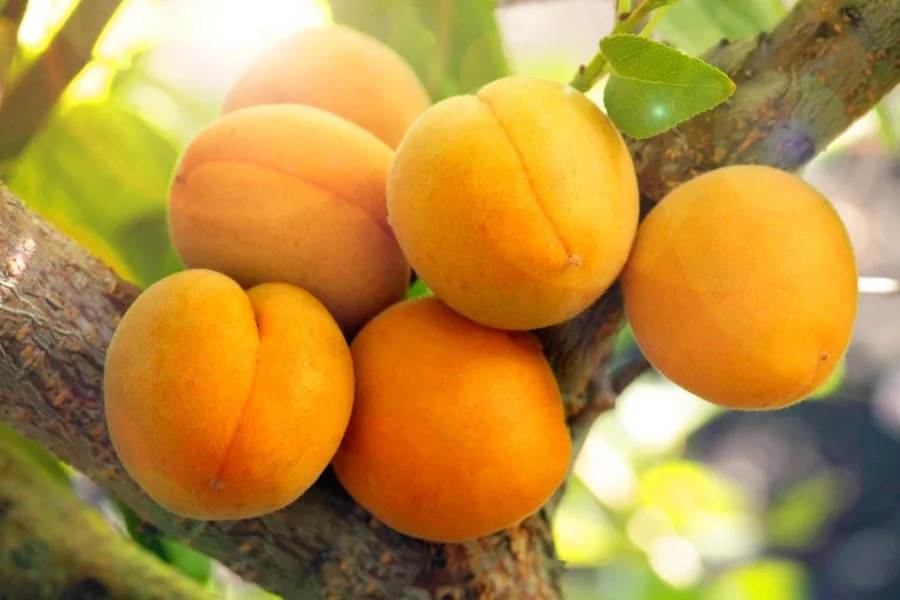 خرید قیسی سیب